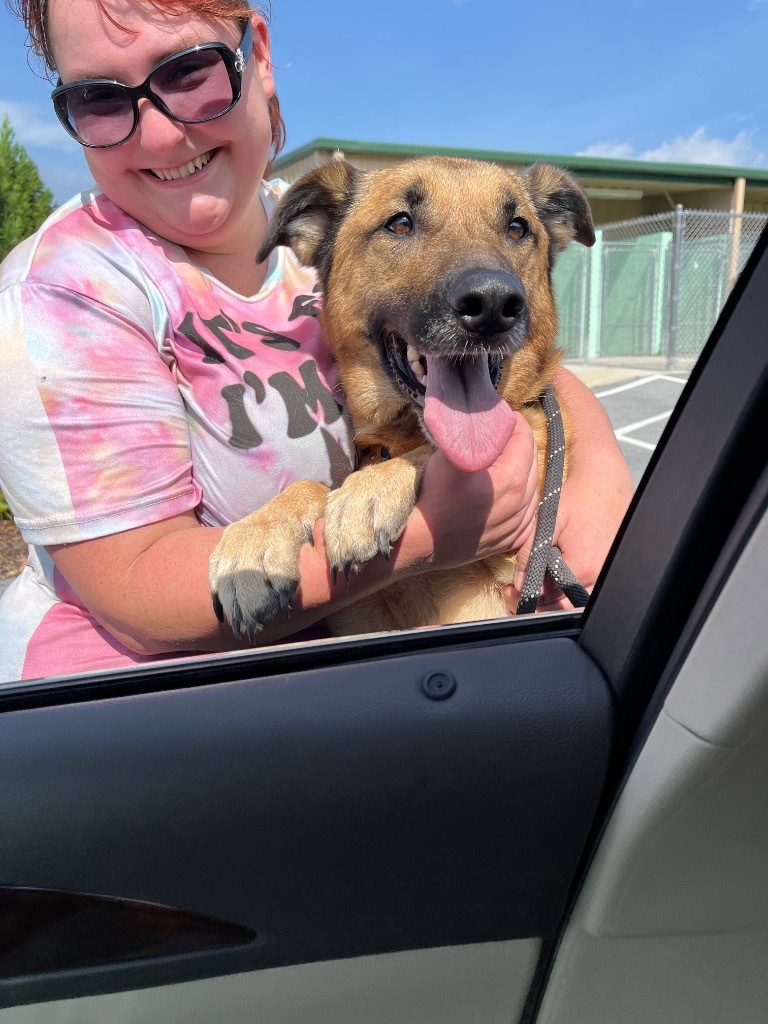 Gemma, an adoptable German Shepherd Dog, Anatolian Shepherd in Blountville, TN, 37617 | Photo Image 3