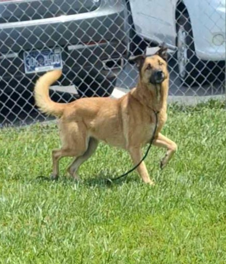 Gemma, an adoptable German Shepherd Dog, Anatolian Shepherd in Blountville, TN, 37617 | Photo Image 4