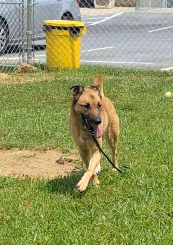 Gemma, an adoptable German Shepherd Dog, Anatolian Shepherd in Blountville, TN, 37617 | Photo Image 5