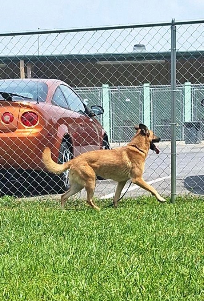 Gemma, an adoptable German Shepherd Dog, Anatolian Shepherd in Blountville, TN, 37617 | Photo Image 6