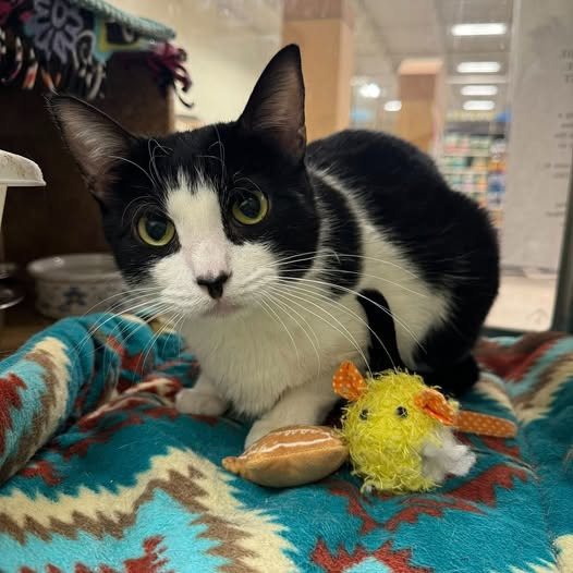 Zinc, an adoptable Domestic Short Hair in St. Louis, MO, 63119 | Photo Image 1