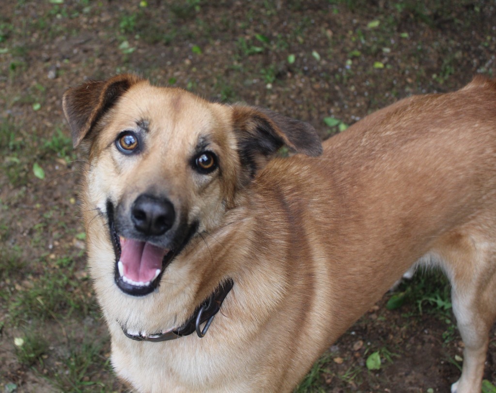 Yuppy, an adoptable Terrier in Benton, AR, 72015 | Photo Image 1