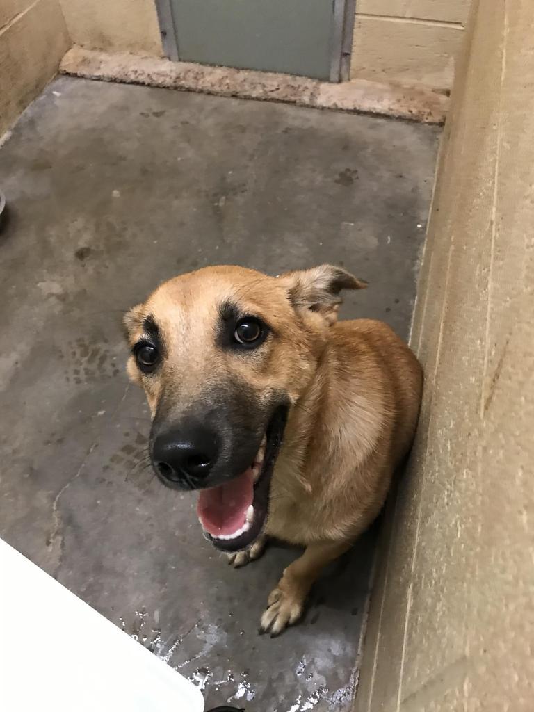 Yuppy, an adoptable Terrier in Benton, AR, 72015 | Photo Image 2