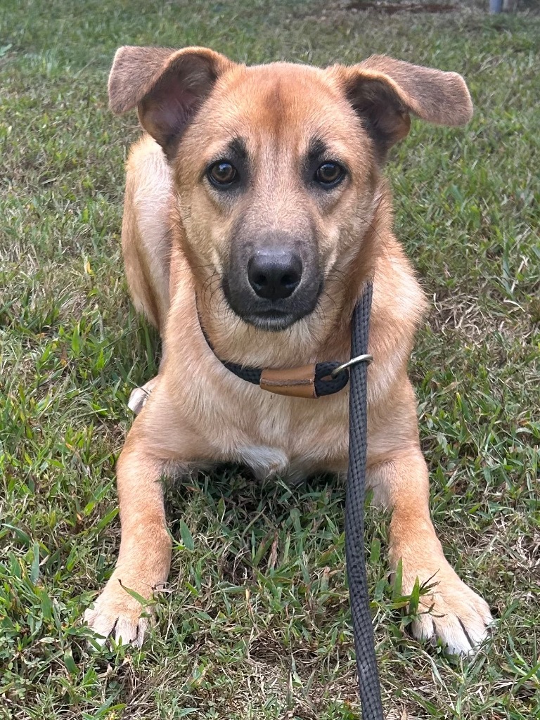 Yuppy, an adoptable Terrier in Benton, AR, 72015 | Photo Image 3