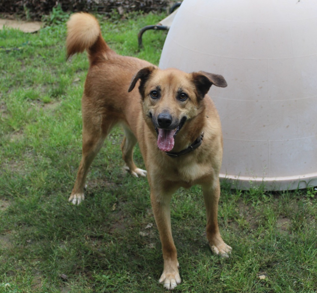 Yuppy, an adoptable Terrier in Benton, AR, 72015 | Photo Image 5