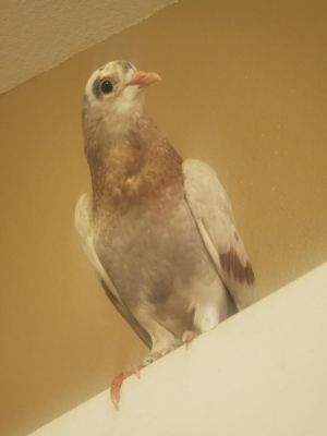 Whisper here is a charming little roller pigeon who was lucky to be found in som
