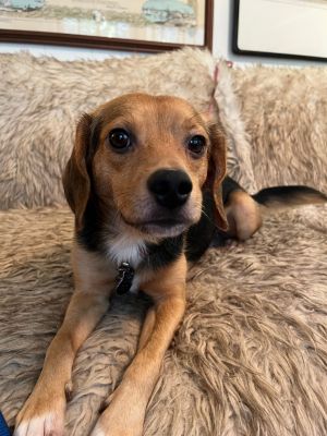Trapper Hampton Beagle Dog