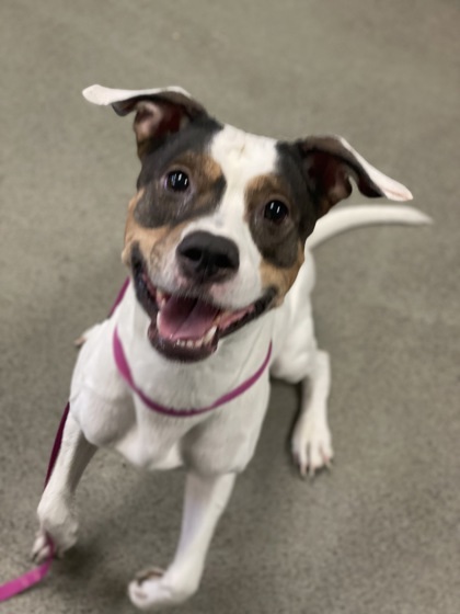 Bella, an adoptable Terrier Mix in Largo, FL_image-2