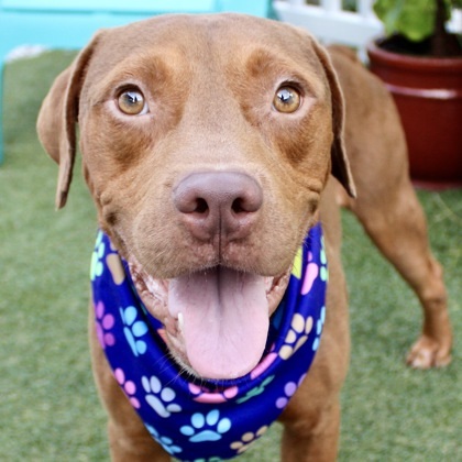 Russ, an adoptable Terrier & Retriever Mix in Largo, FL_image-1