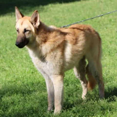 Gordo JuM, an adoptable German Shepherd Dog in portland, OR_image-4