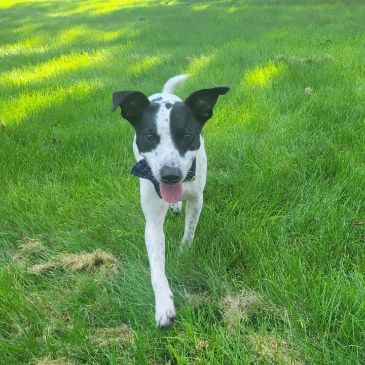 Jack, an adoptable Feist & Australian Cattle Dog / Blue Heeler Mix in Harrisonburg, VA_image-2