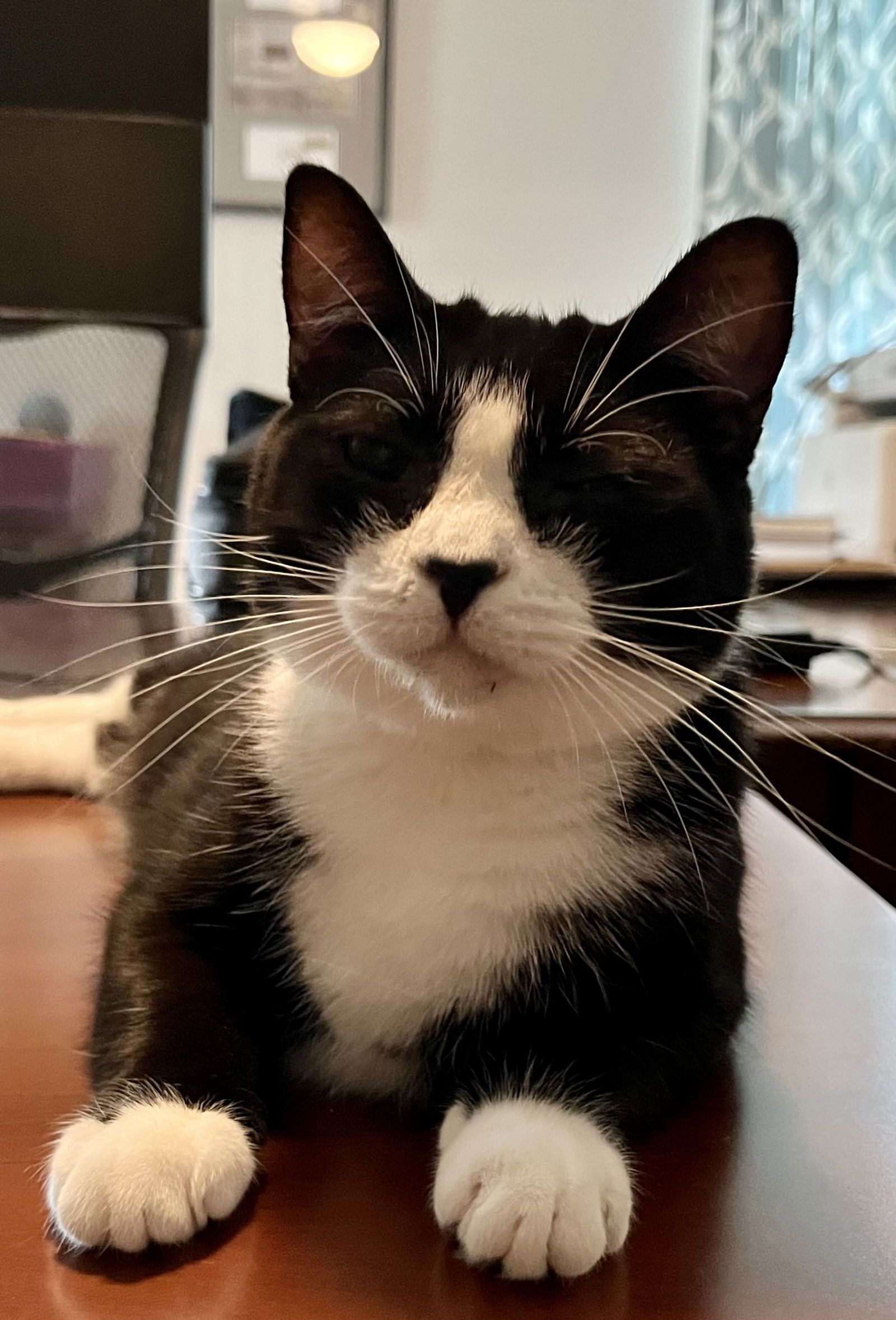 Gracie, an adoptable Domestic Short Hair in Rural Hall, NC, 27045 | Photo Image 1