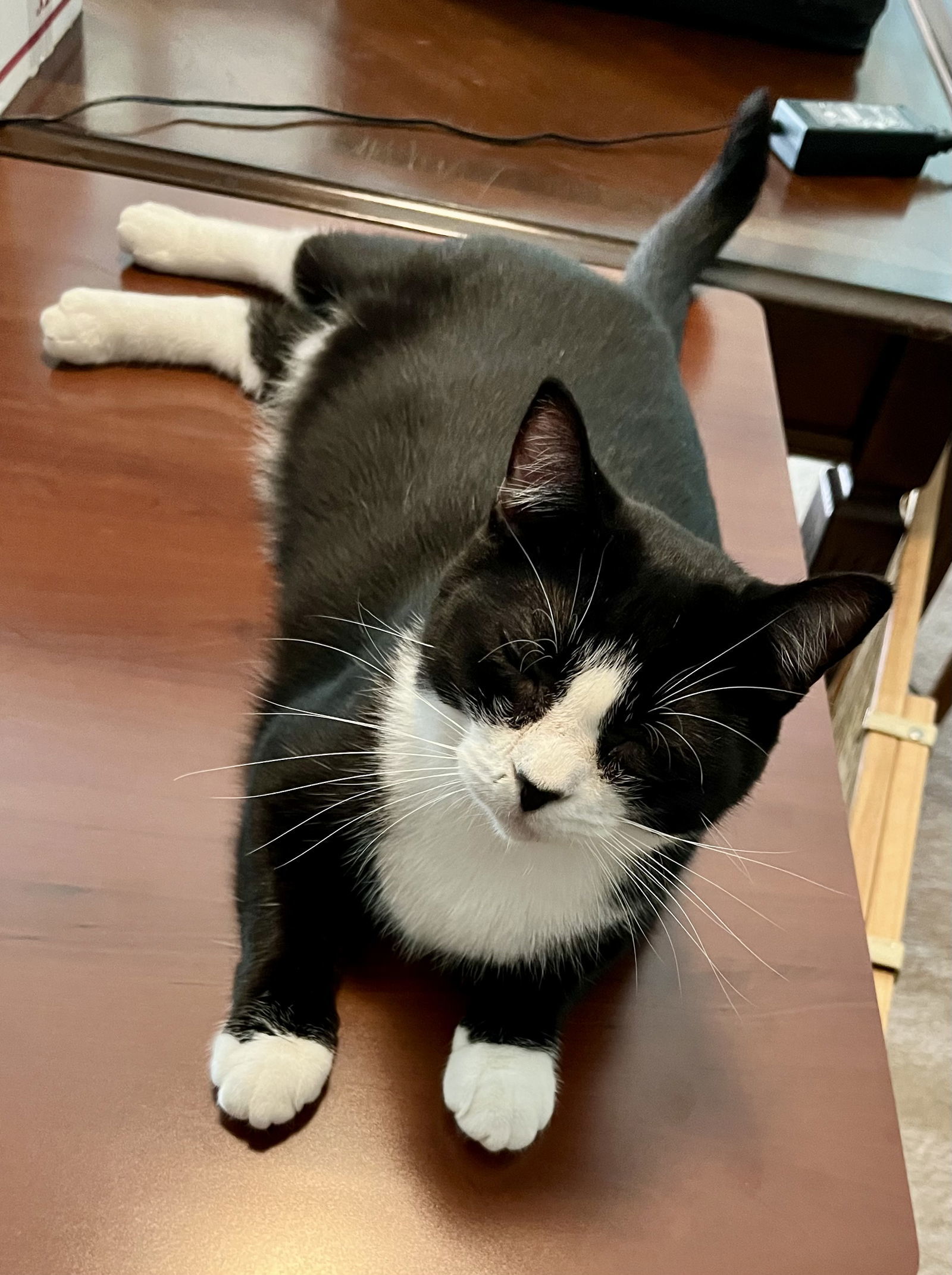 Gracie, an adoptable Domestic Short Hair in Rural Hall, NC, 27045 | Photo Image 2