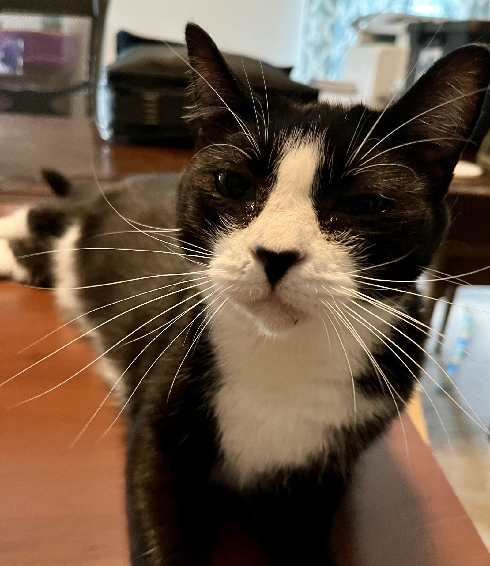 Gracie, an adoptable Domestic Short Hair in Rural Hall, NC, 27045 | Photo Image 3