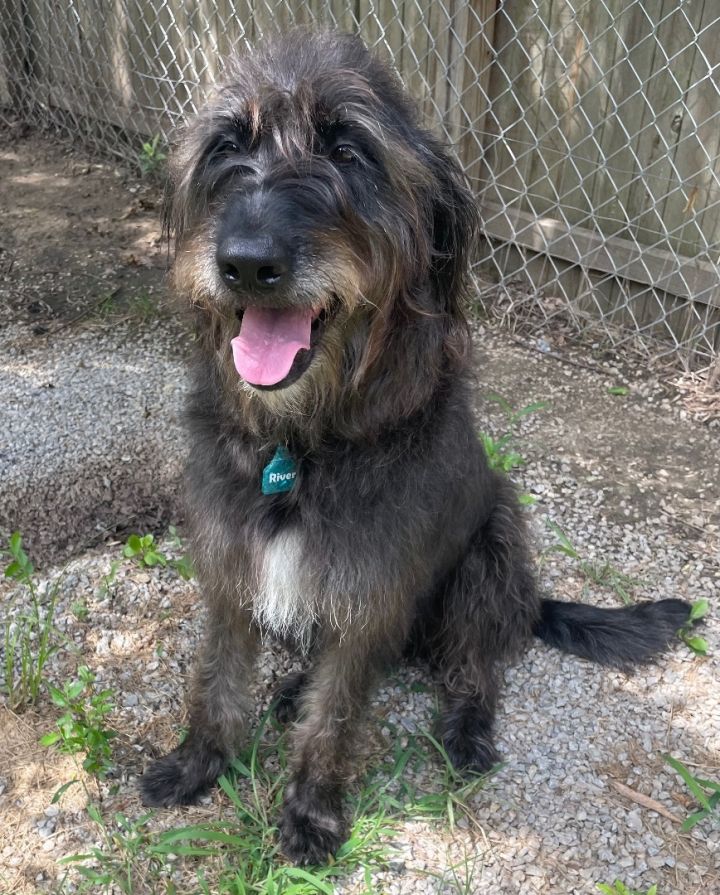 Old english hot sale sheepdog mix