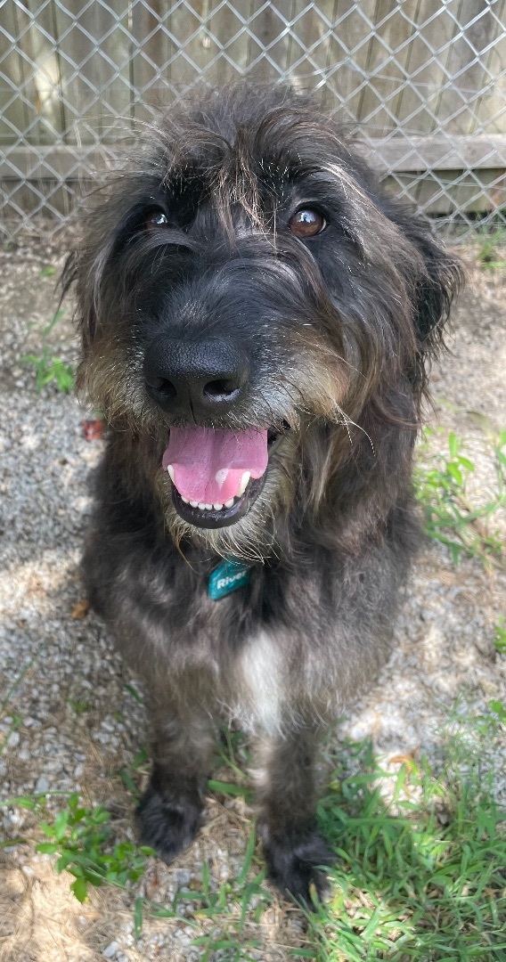 Black lab sheepdog hot sale mix