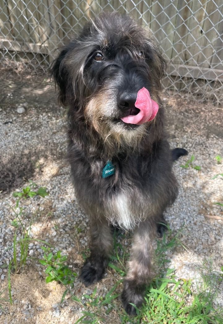 Old english discount sheepdog mixes