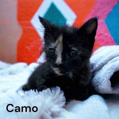 Camo, an adoptable Domestic Short Hair in Cumberland, MD_image-1