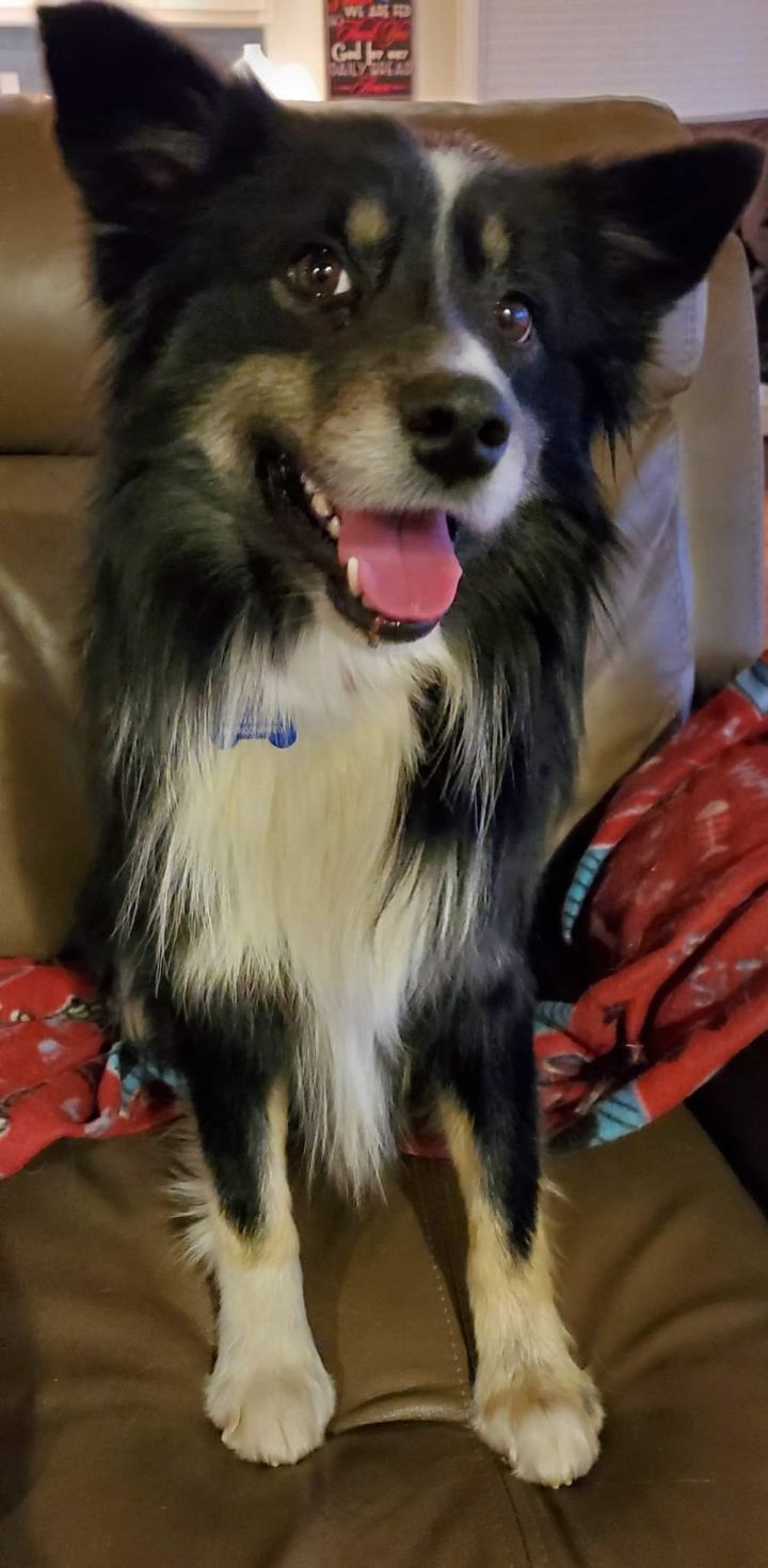 Buddy aka Loki 3