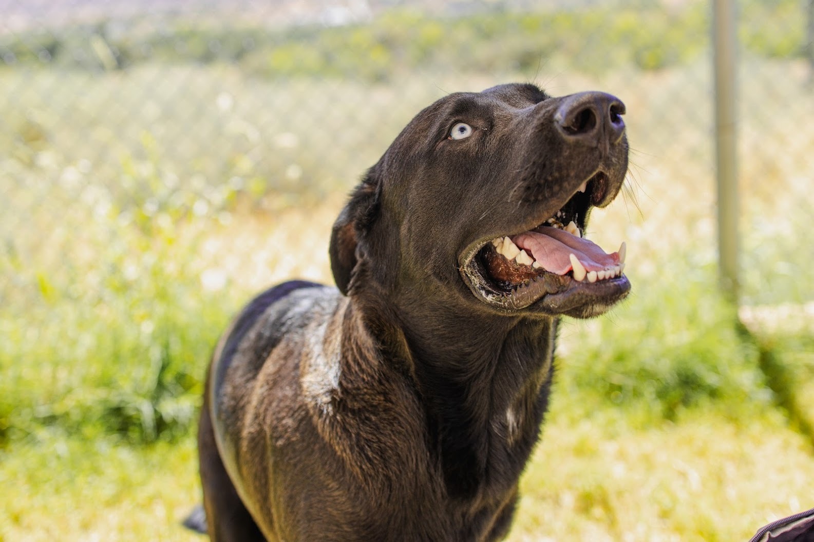 Blu, an adoptable Mixed Breed in Moab, UT, 84532 | Photo Image 3
