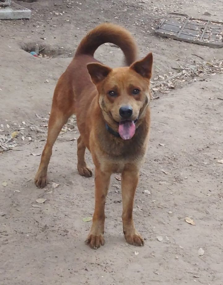 Chow red hot sale heeler mix