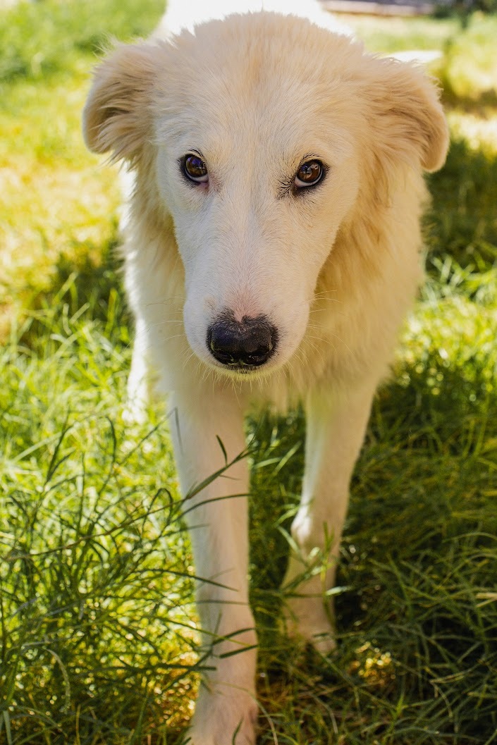 Darla, an adoptable Great Pyrenees in Moab, UT, 84532 | Photo Image 1