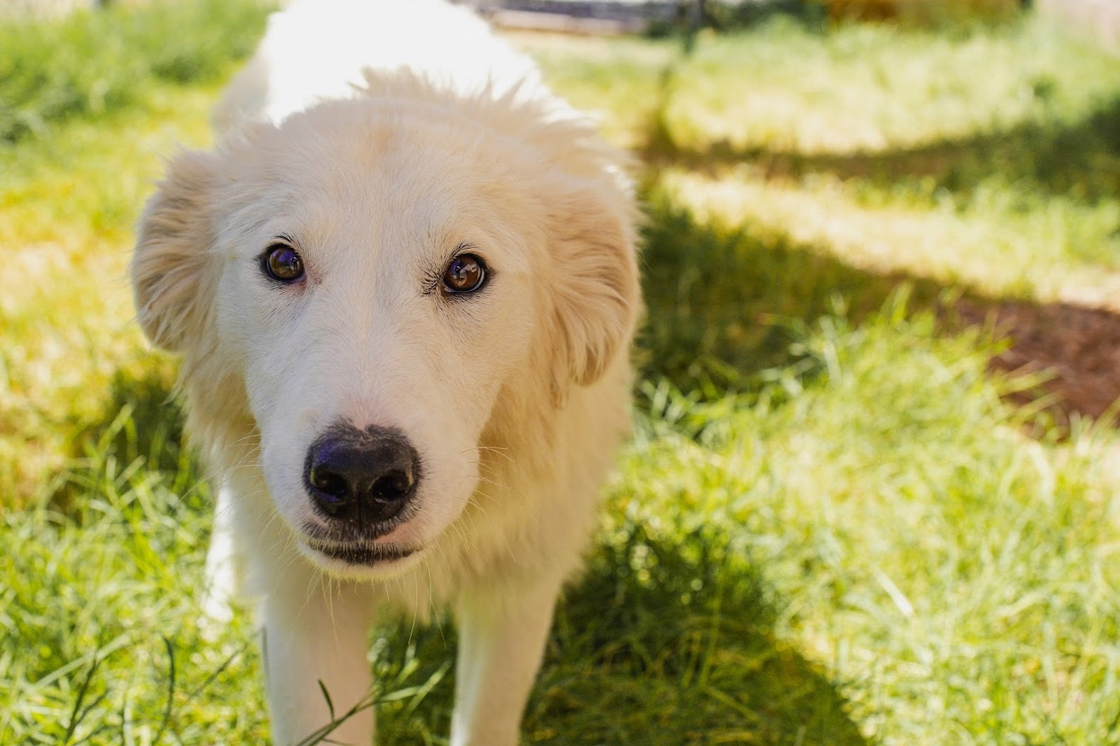 Darla, an adoptable Great Pyrenees in Moab, UT, 84532 | Photo Image 2
