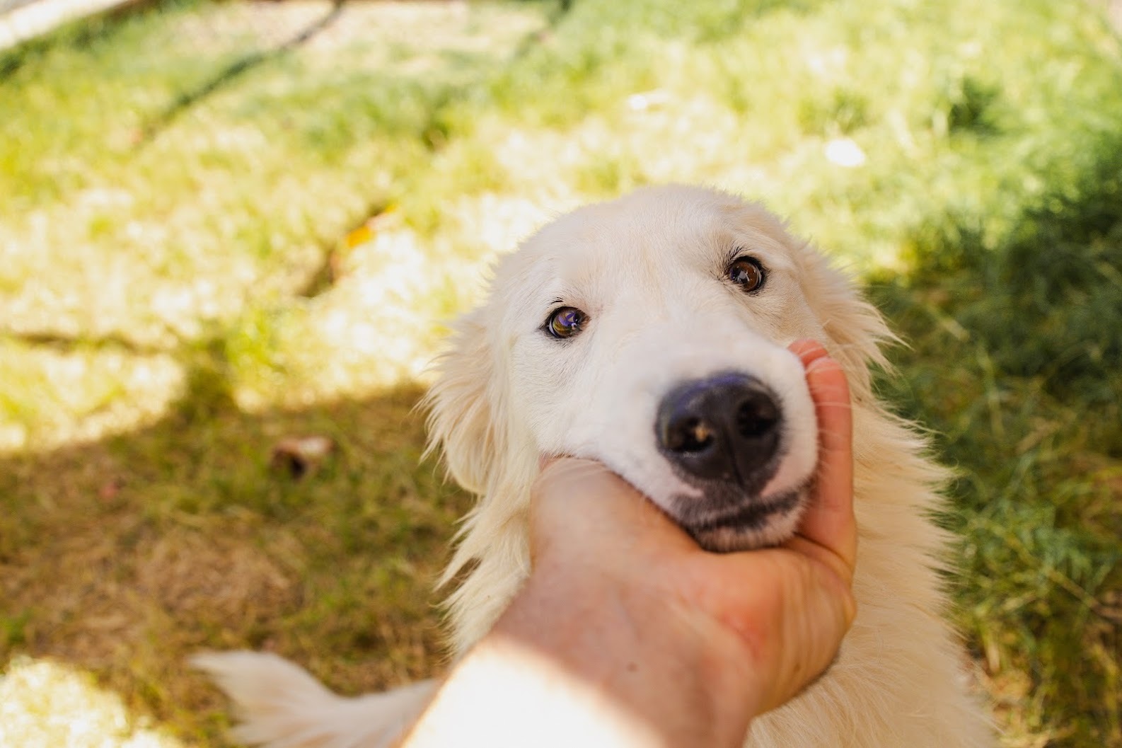 Darla, an adoptable Great Pyrenees in Moab, UT, 84532 | Photo Image 3