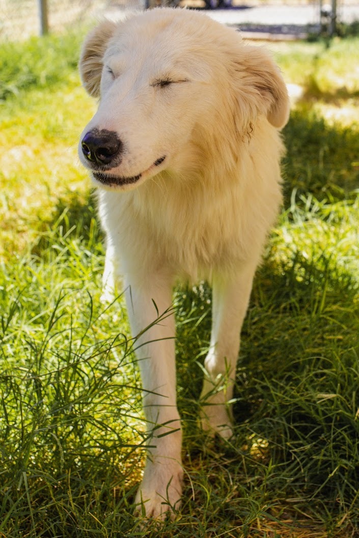 Darla, an adoptable Great Pyrenees in Moab, UT, 84532 | Photo Image 5