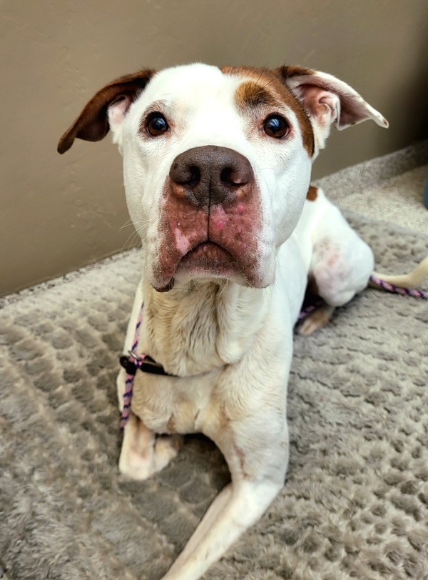 Gus 39840, an adoptable Pointer, American Bulldog in Pocatello, ID, 83205 | Photo Image 1