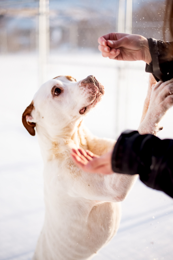 Gus 39840, an adoptable Pointer, American Bulldog in Pocatello, ID, 83205 | Photo Image 2