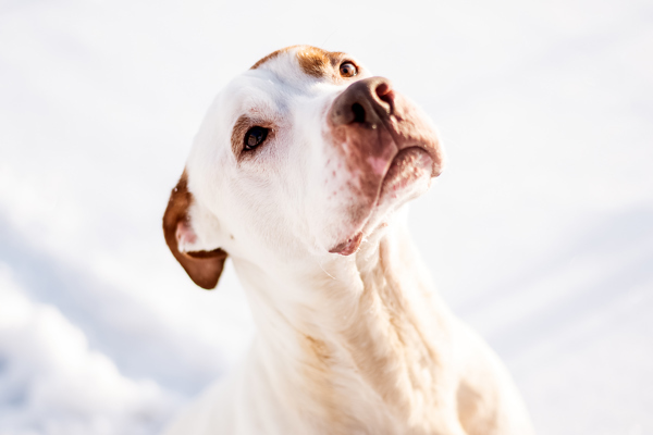 Gus 39840, an adoptable Pointer, American Bulldog in Pocatello, ID, 83205 | Photo Image 3
