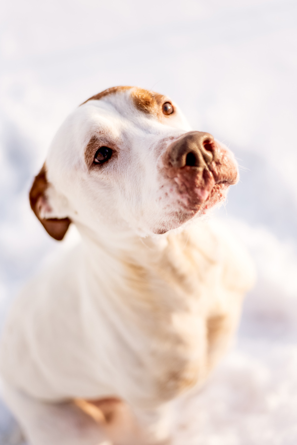 Gus 39840, an adoptable Pointer, American Bulldog in Pocatello, ID, 83205 | Photo Image 4
