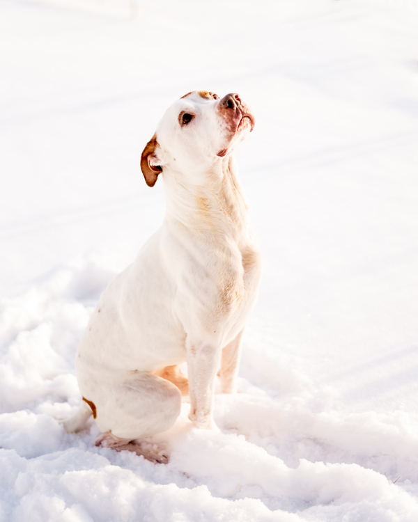 Gus 39840, an adoptable Pointer, American Bulldog in Pocatello, ID, 83205 | Photo Image 5