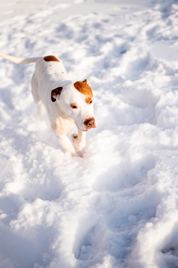 Gus 39840, an adoptable Pointer, American Bulldog in Pocatello, ID, 83205 | Photo Image 6