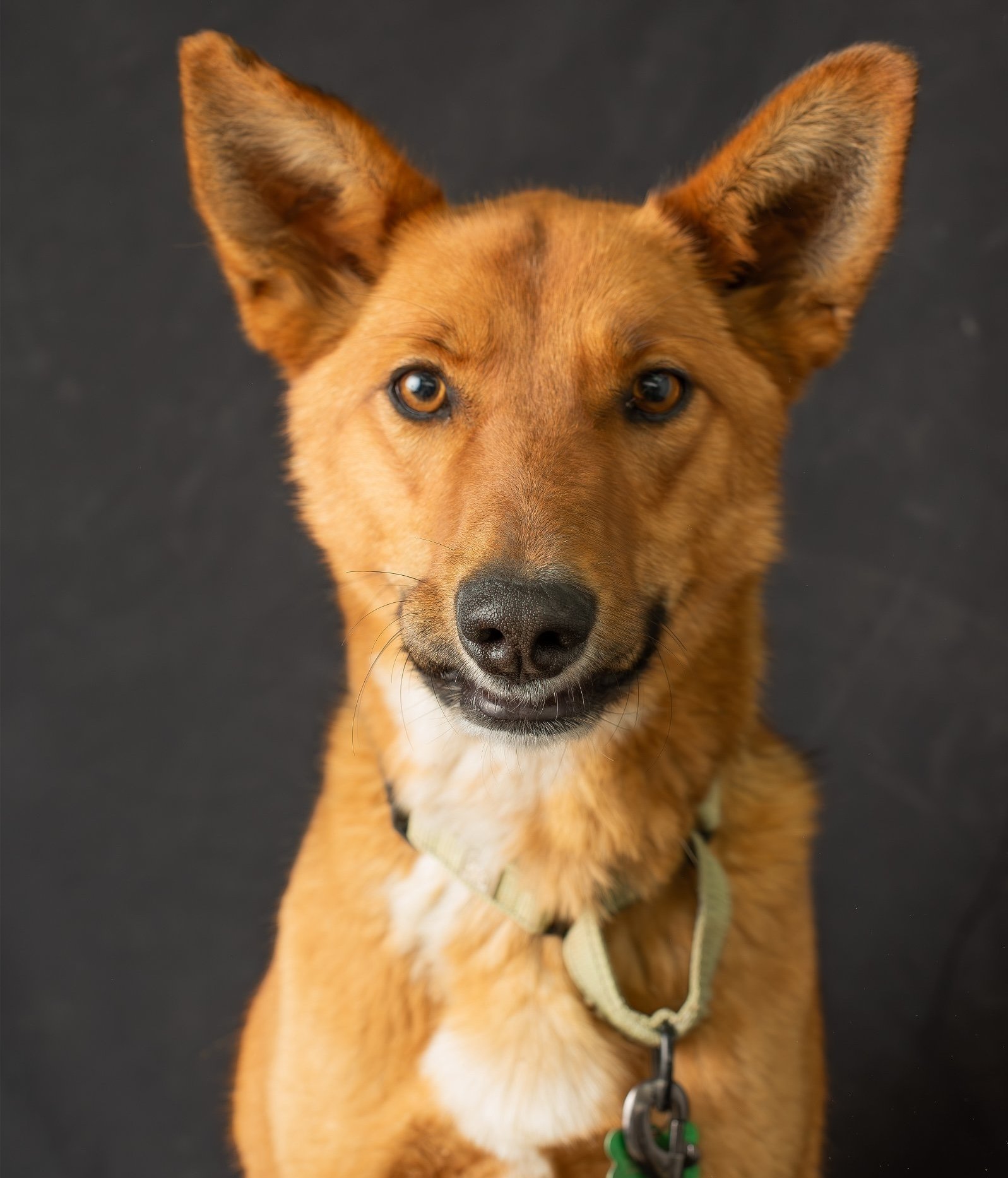 Cindi, an adoptable Cattle Dog, German Shepherd Dog in Yreka, CA, 96097 | Photo Image 1