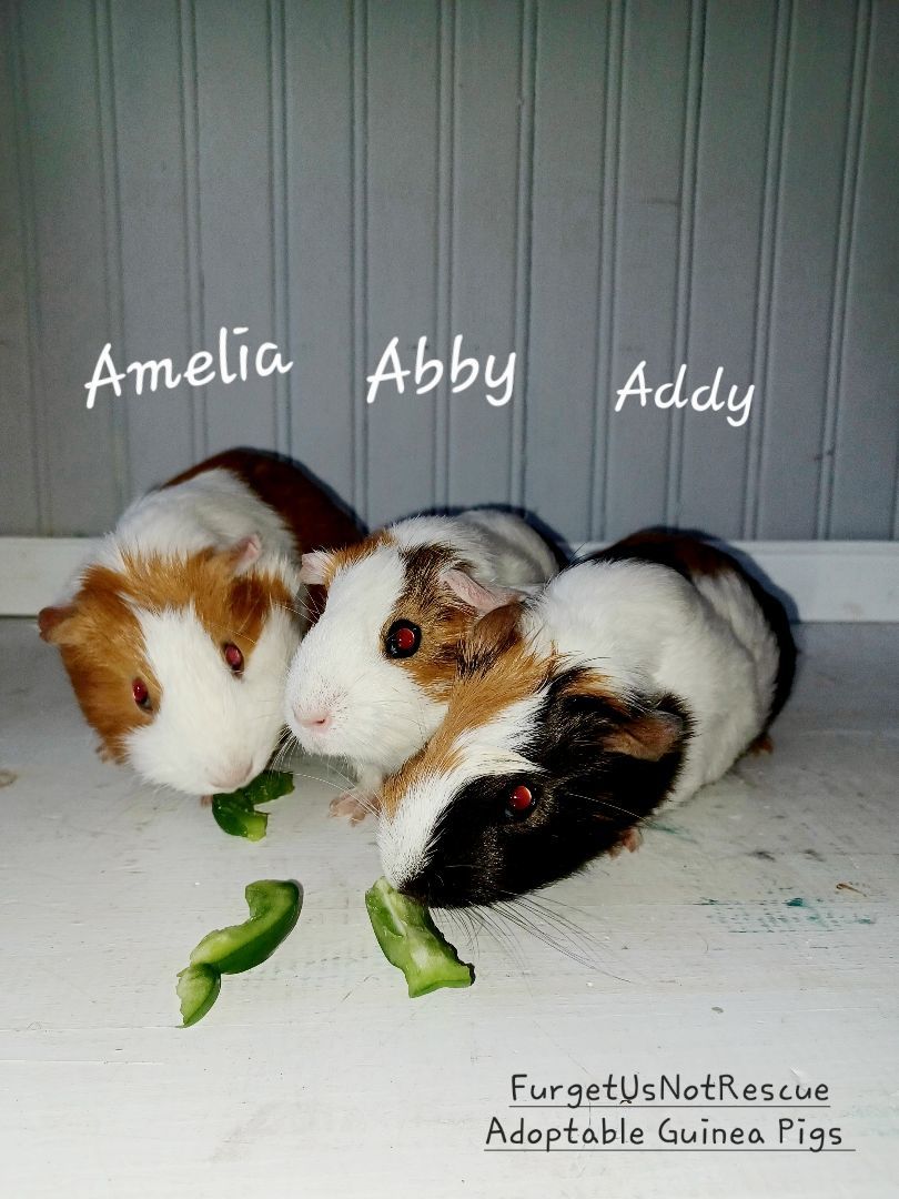 Amelia Abby Addy
