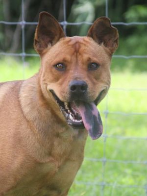 Darwin, Adult Male Shepherd
