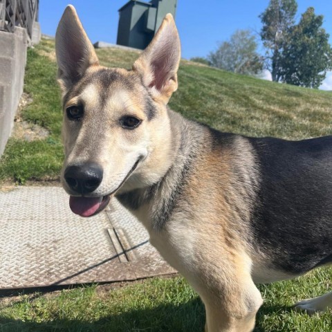 Meeko, an adoptable Shepherd, Husky in Bend, OR, 97702 | Photo Image 4