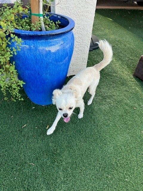 Finn, an adoptable Pekingese, Terrier in Cave Creek, AZ, 85331 | Photo Image 2
