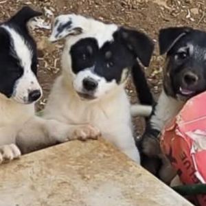 Border Collie Mix Puppies For Sale