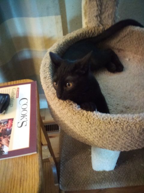 Josey, An Older Wiser Kitten… 