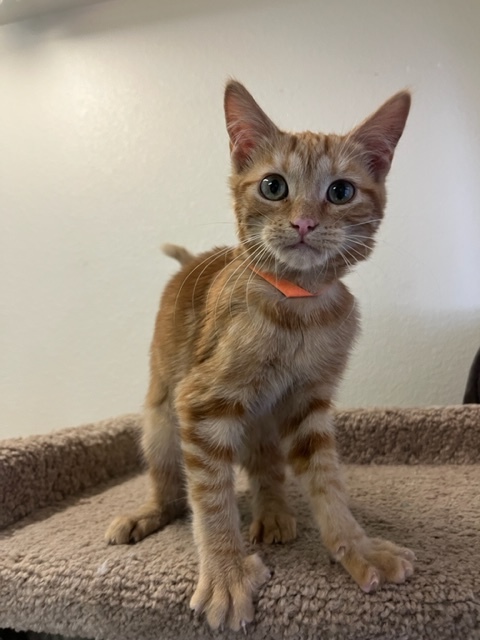 Apricot, an adopted Domestic Short Hair in Hollister, CA_image-4