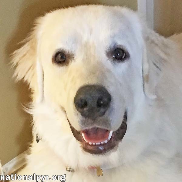 Great pyrenees hot sale smart