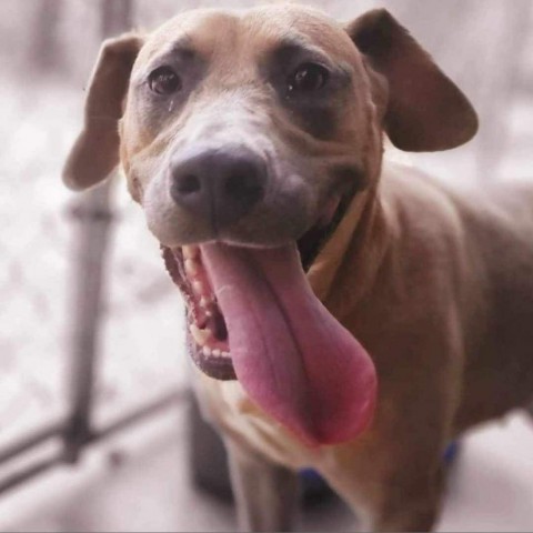 Ganga, an adoptable Labrador Retriever, Black Mouth Cur in Wadena, MN, 56482 | Photo Image 1