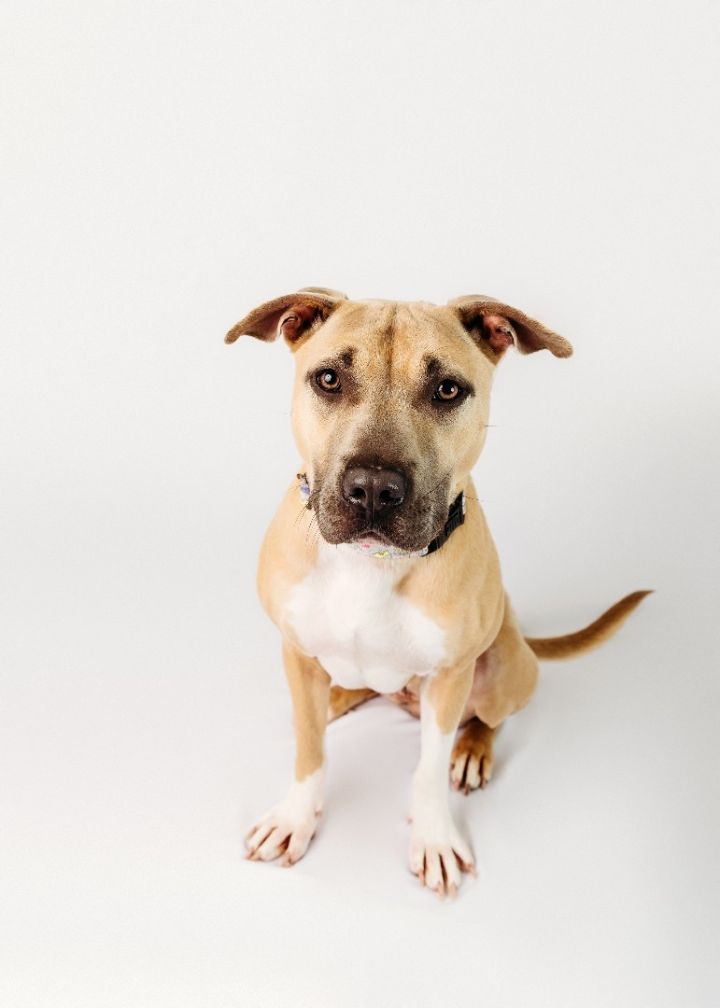 Luna, an adoptable Pit Bull Terrier Mix in Cypress, TX_image-2