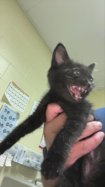 BONITA, an adoptable Domestic Short Hair in Sacramento, CA, 95818 | Photo Image 1