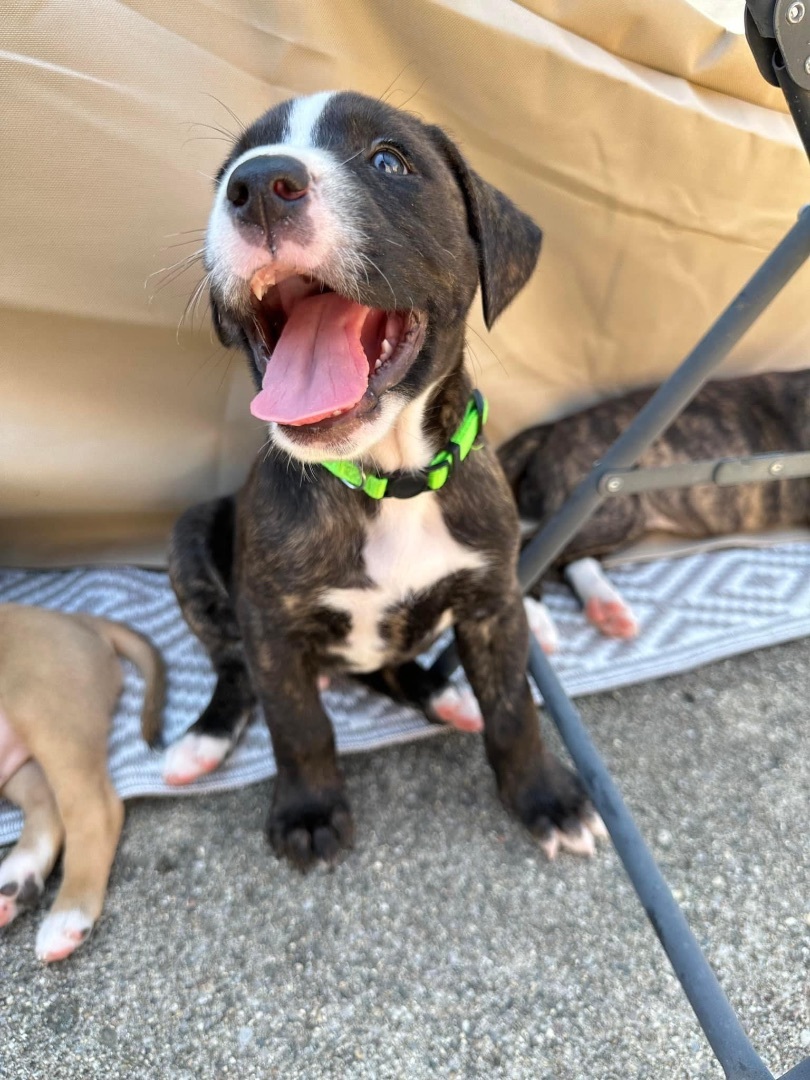 Dog for adoption - Benedict , an Australian Shepherd & Cane Corso Mix ...