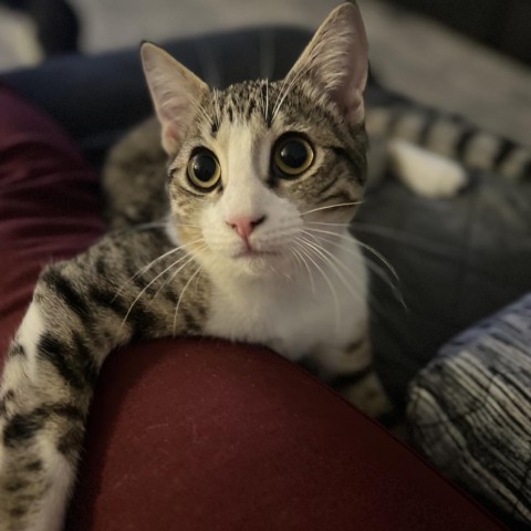 Ike, an adoptable Domestic Short Hair in Lantana, TX, 76226 | Photo Image 1