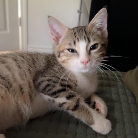 Ike, an adoptable Domestic Short Hair in Lantana, TX, 76226 | Photo Image 2